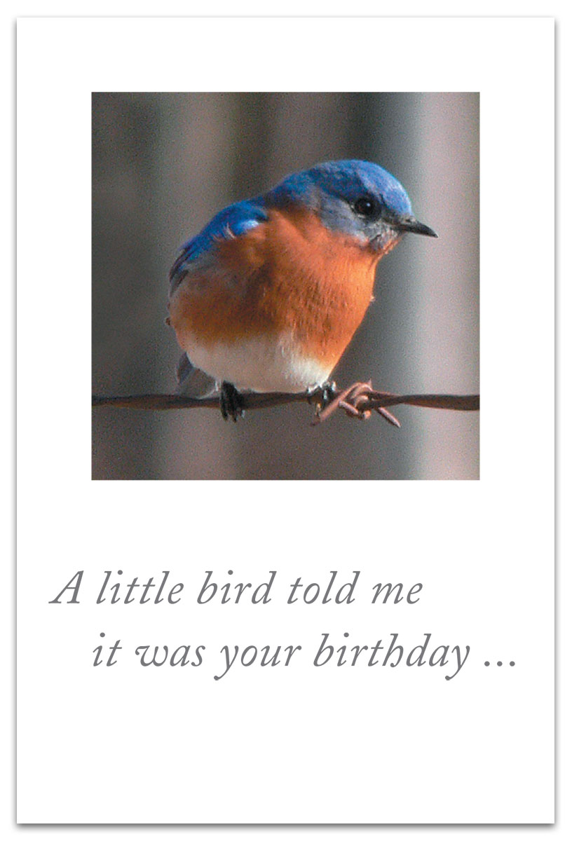 Bird on wire belated birthday card.