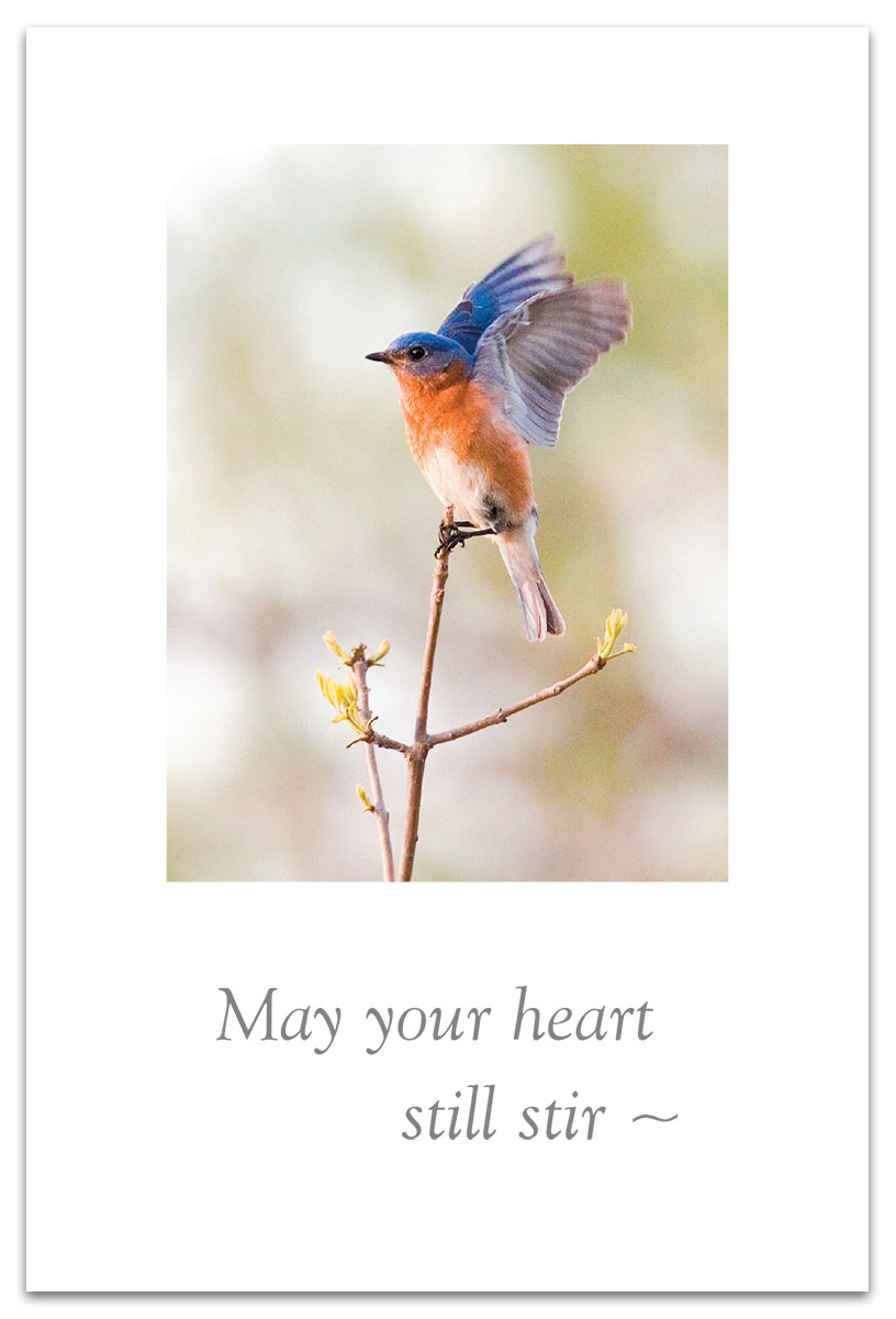 Bluebird birthday card.