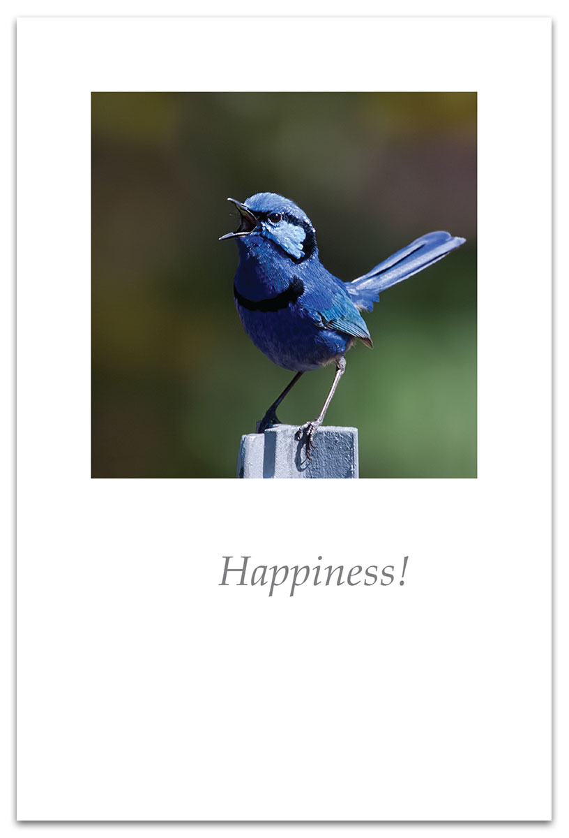 Blue fairy wren birthday card.