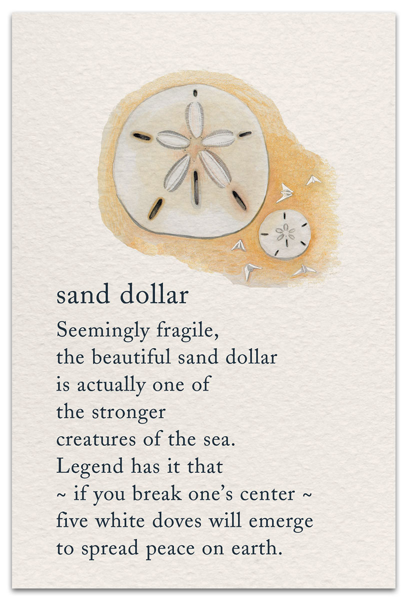 Sand Dollar Birthday Card Front