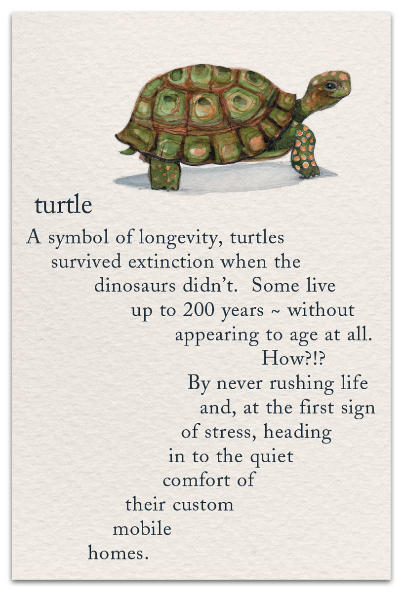 Turtle Birthday Card front