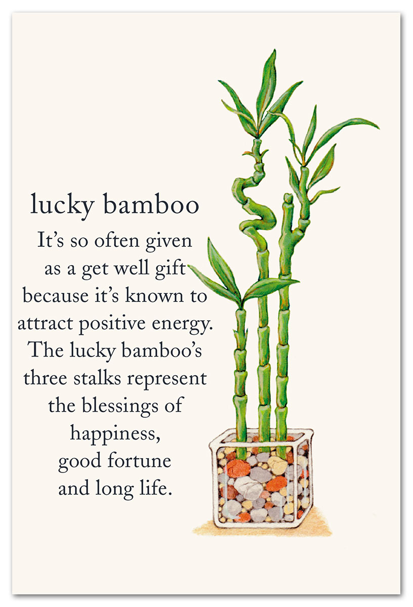 Lucky Bamboo Plant (BHAI) - DP Saini Florist