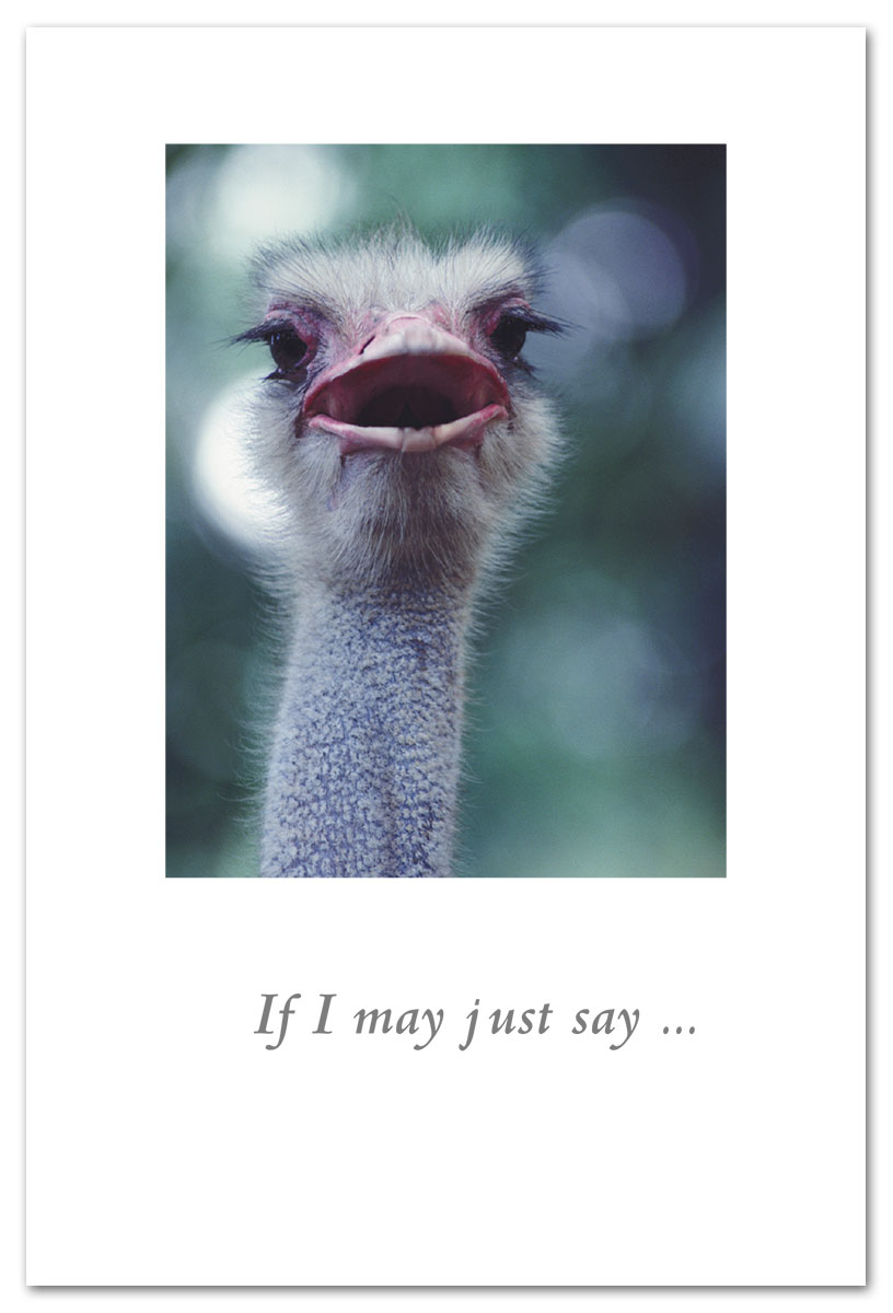 Ostrich birthday card.