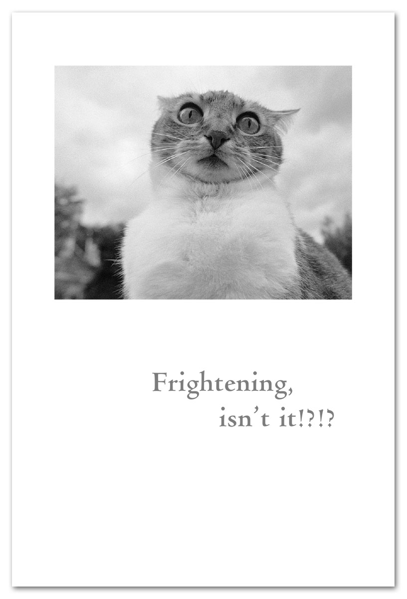 Scared cat birthday card.