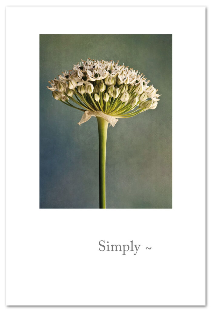 Allium stem thank you card.