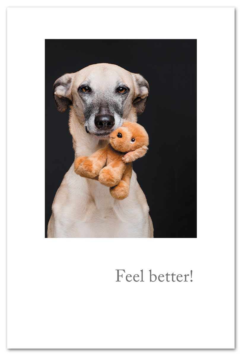 Dog with plush feel better card.