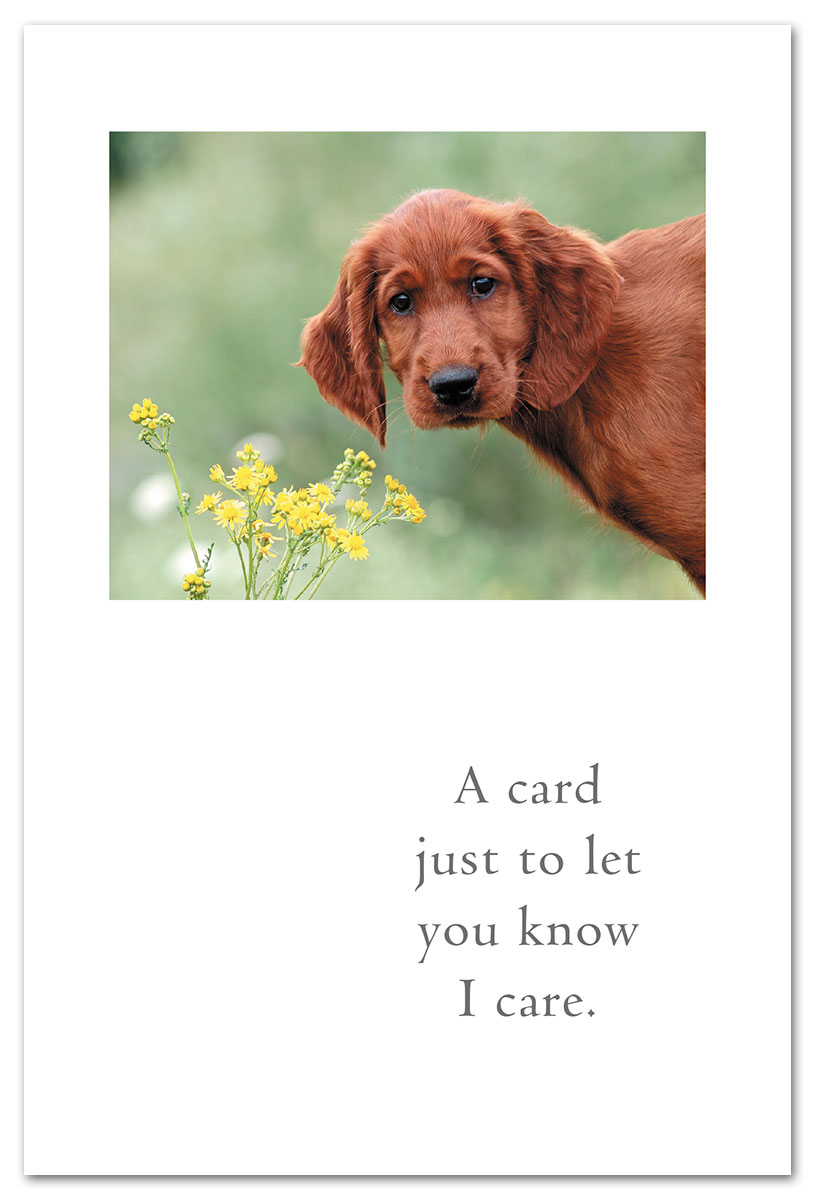 Concerned retriever in a field of flowers Thinking of you card.