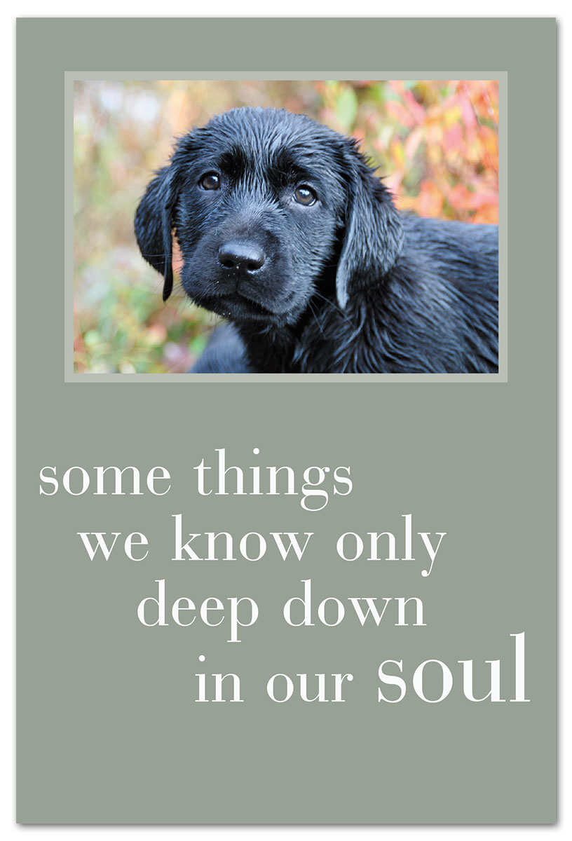 black pup with sad eyes support encouragement Card front