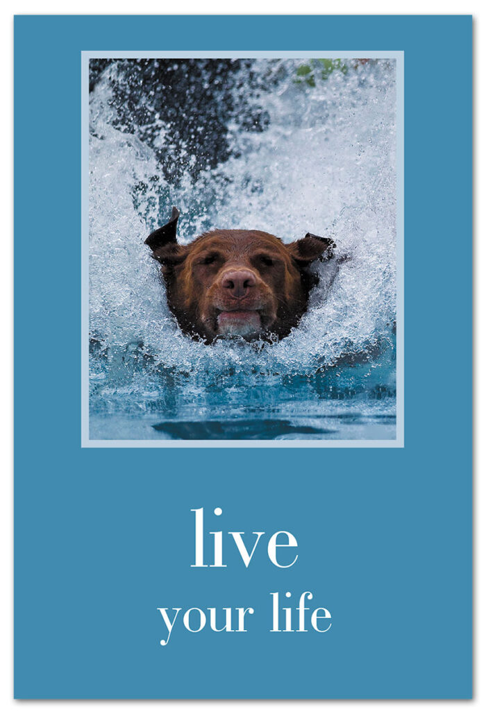chocolate lab jumping in pool birthday card front