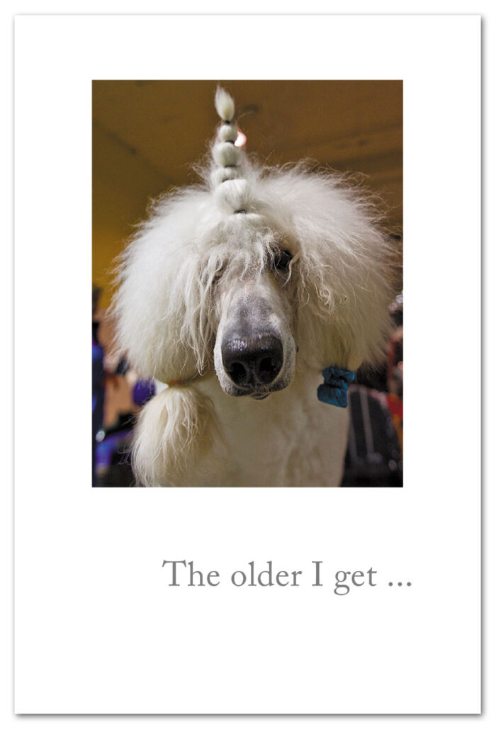 Bad hair day poodle birthday card.