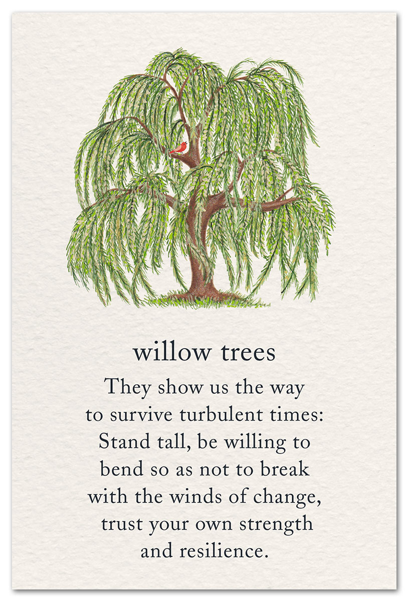 Willow Tree