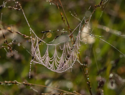 ALT="Marie Truesdell image of a spider web appearing as RBG lace collar"
