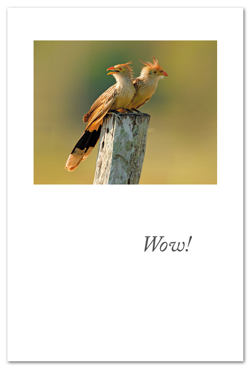guira cuckoo couple card